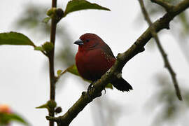 African Firefinch