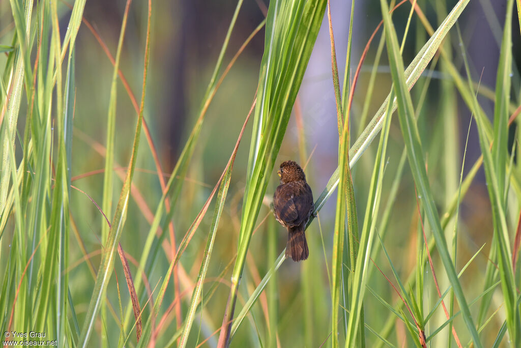 Thick-billed Weaver