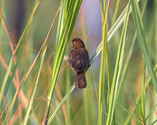 Thick-billed Weaver