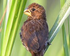 Thick-billed Weaver