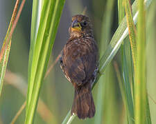 Thick-billed Weaver