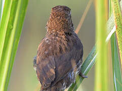 Thick-billed Weaver