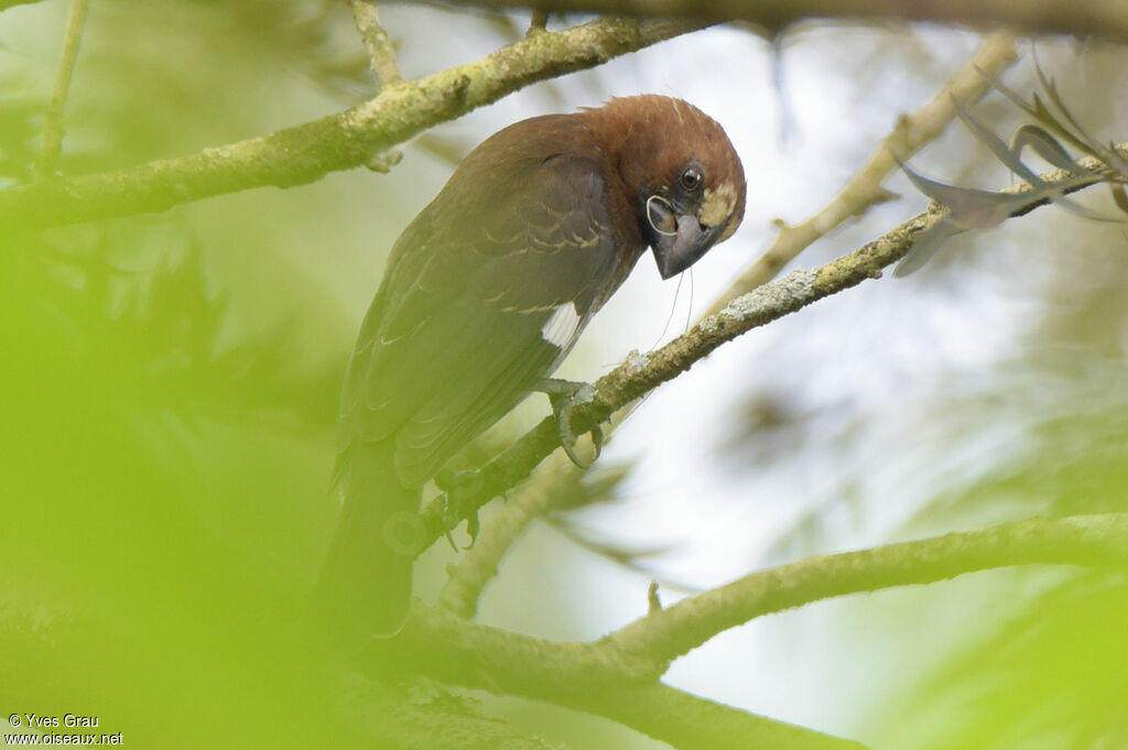 Thick-billed Weaver