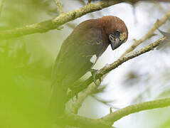 Thick-billed Weaver