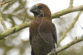 Thick-billed Weaver