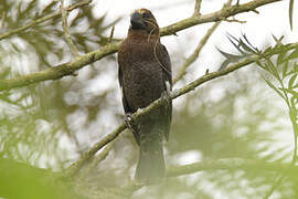 Thick-billed Weaver