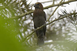 Thick-billed Weaver