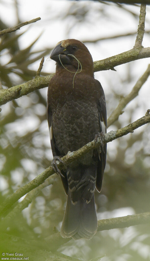 Thick-billed Weaver