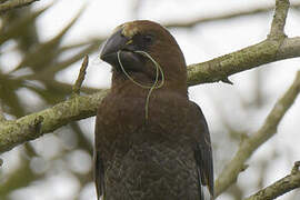 Thick-billed Weaver