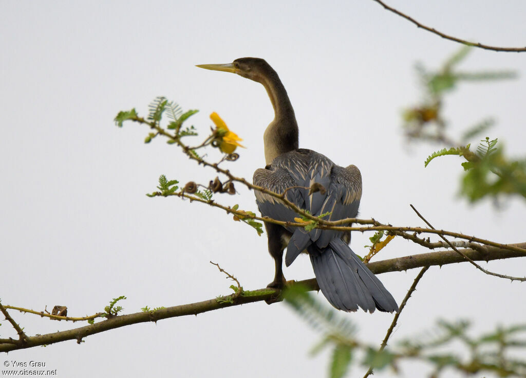 African Darter