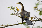 Anhinga d'Afrique