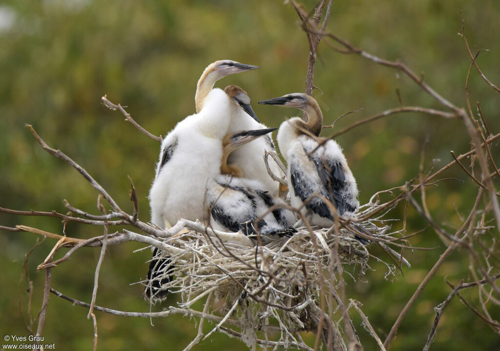 Anhinga d'Afriquejuvénile