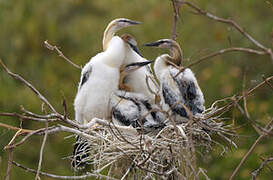 African Darter