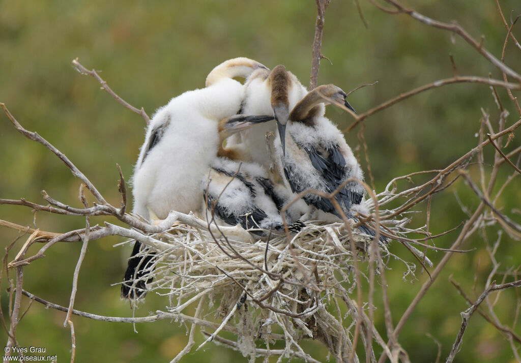 Anhinga d'Afriquejuvénile