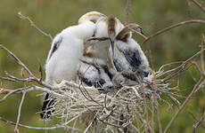 Anhinga d'Afrique