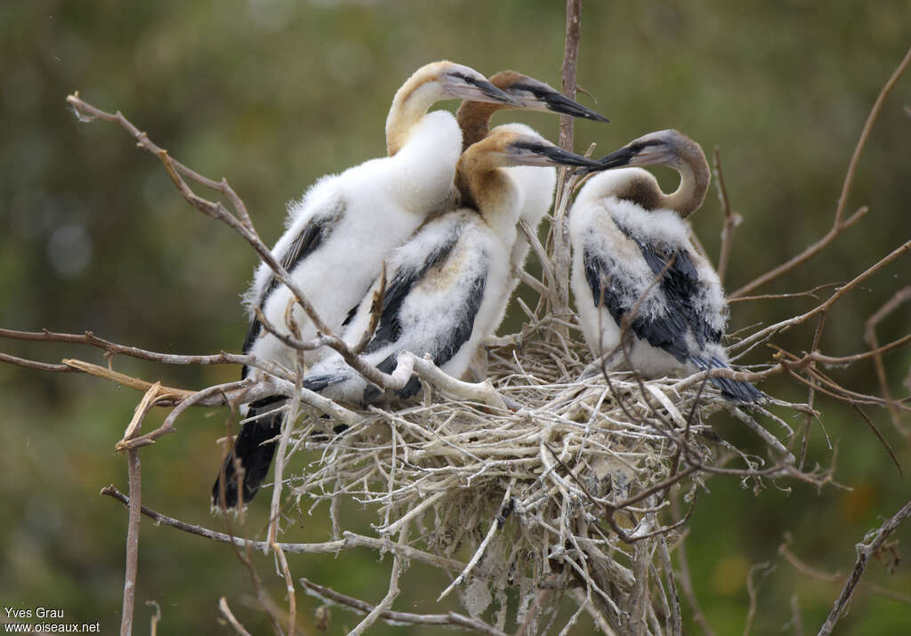 Anhinga d'Afriquejuvénile