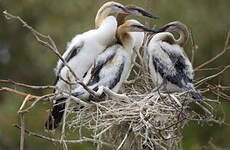 Anhinga d'Afrique