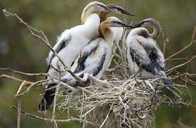 African Darter