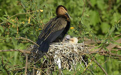 Anhinga d'Afrique