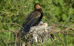 Anhinga d'Afrique