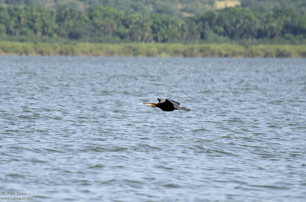 African Darter