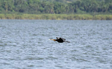 Anhinga d'Afrique