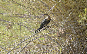 African Darter