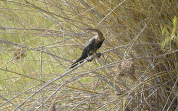 Anhinga d'Afrique