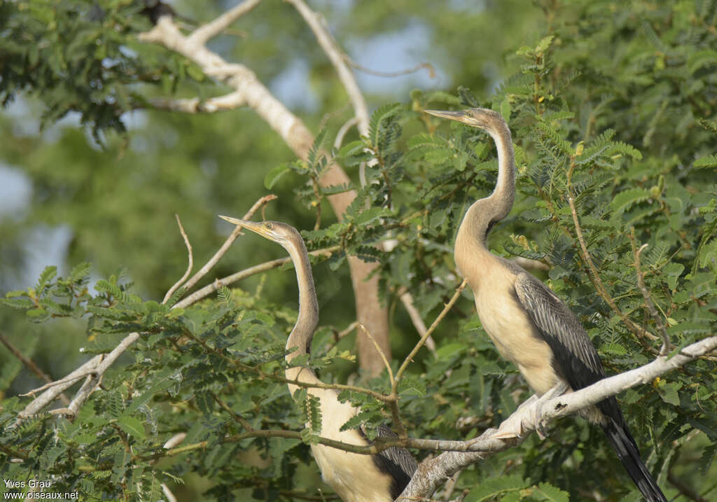 African Darter