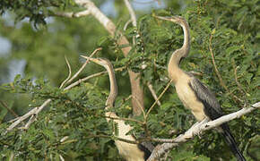 Anhinga d'Afrique