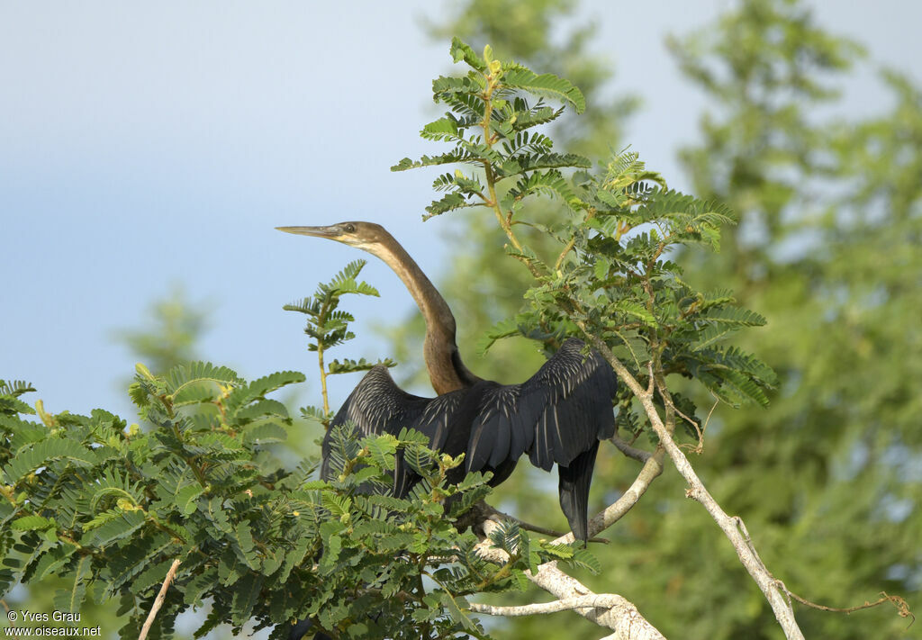 Anhinga d'Afrique