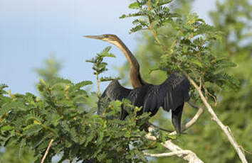 Anhinga d'Afrique