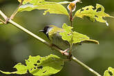 Apalis à face noire