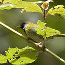 Apalis à face noire