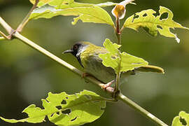 Mountain Masked Apalis