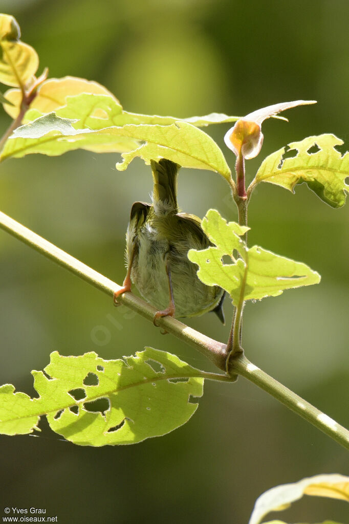 Mountain Masked Apalis