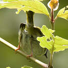 Apalis à face noire