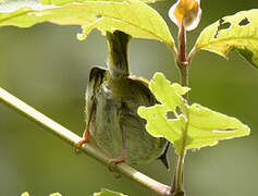 Mountain Masked Apalis