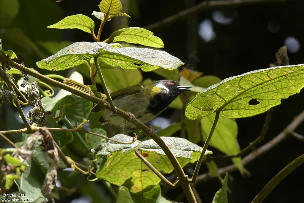 Apalis à face noire