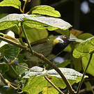 Apalis à face noire