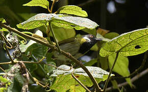 Mountain Masked Apalis