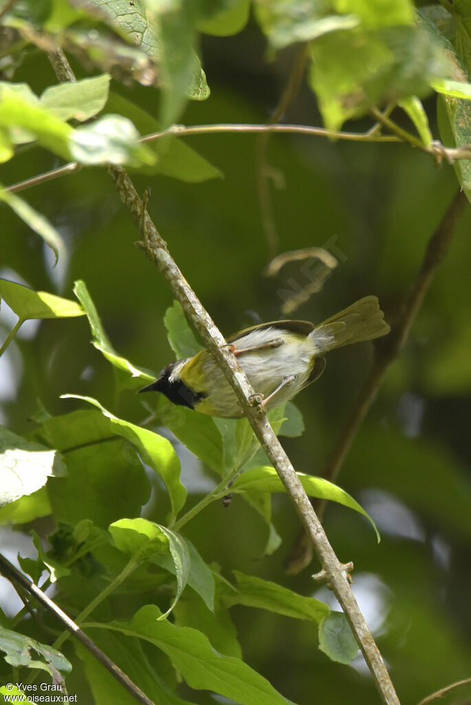 Apalis à face noire