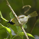 Apalis à face noire