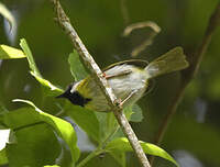 Apalis à face noire