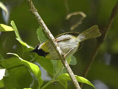 Mountain Masked Apalis