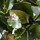 Apalis à face noire