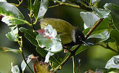 Apalis à face noire