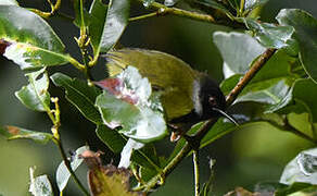 Mountain Masked Apalis