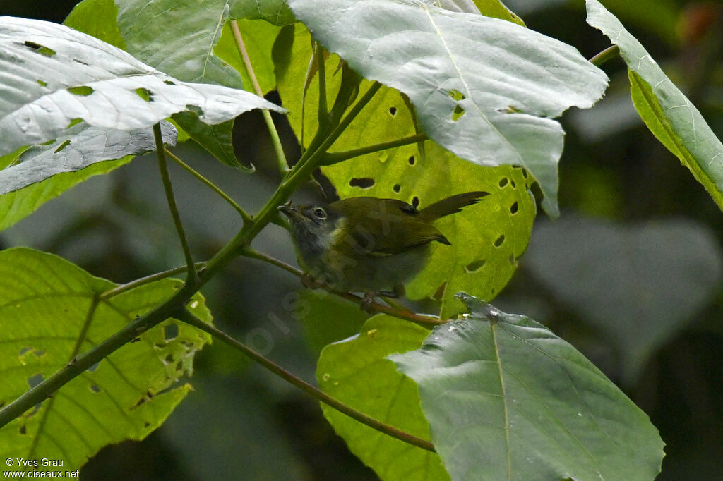 Apalis à face noire