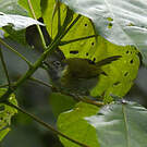 Apalis à face noire